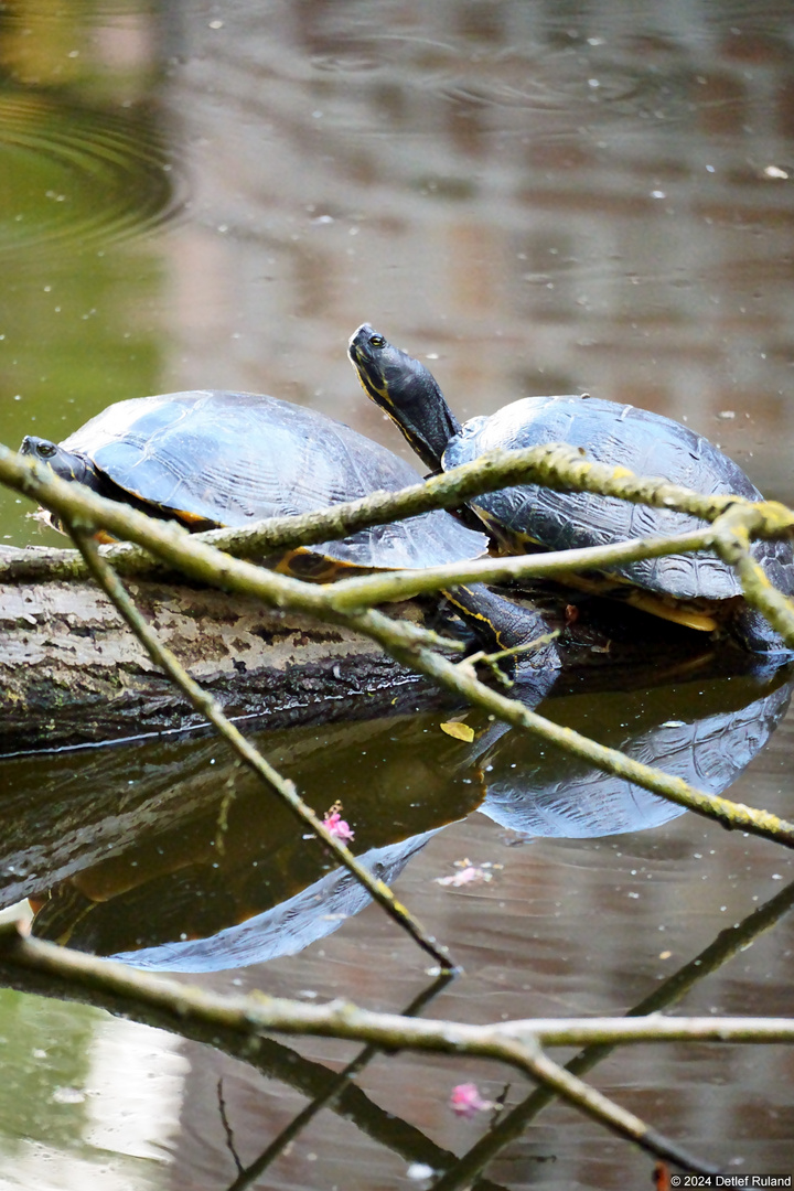 Spiegelung im Wasser # 2