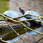 Spiegelung im Wasser # 2