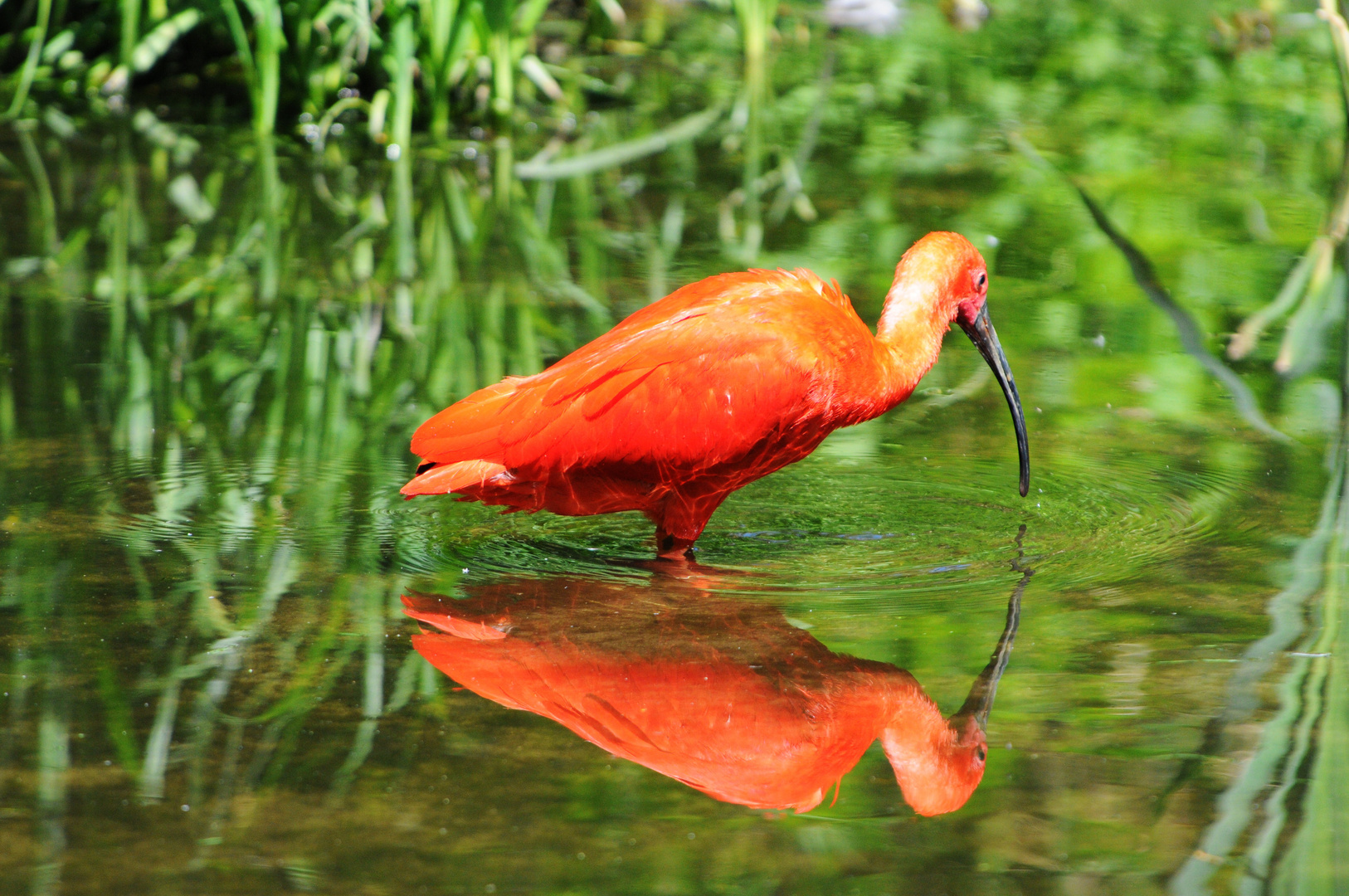 Spiegelung im Wasser