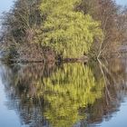 Spiegelung im Wasser