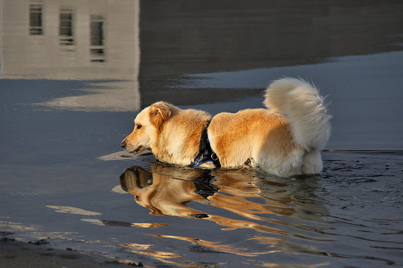 Spiegelung im Wasser