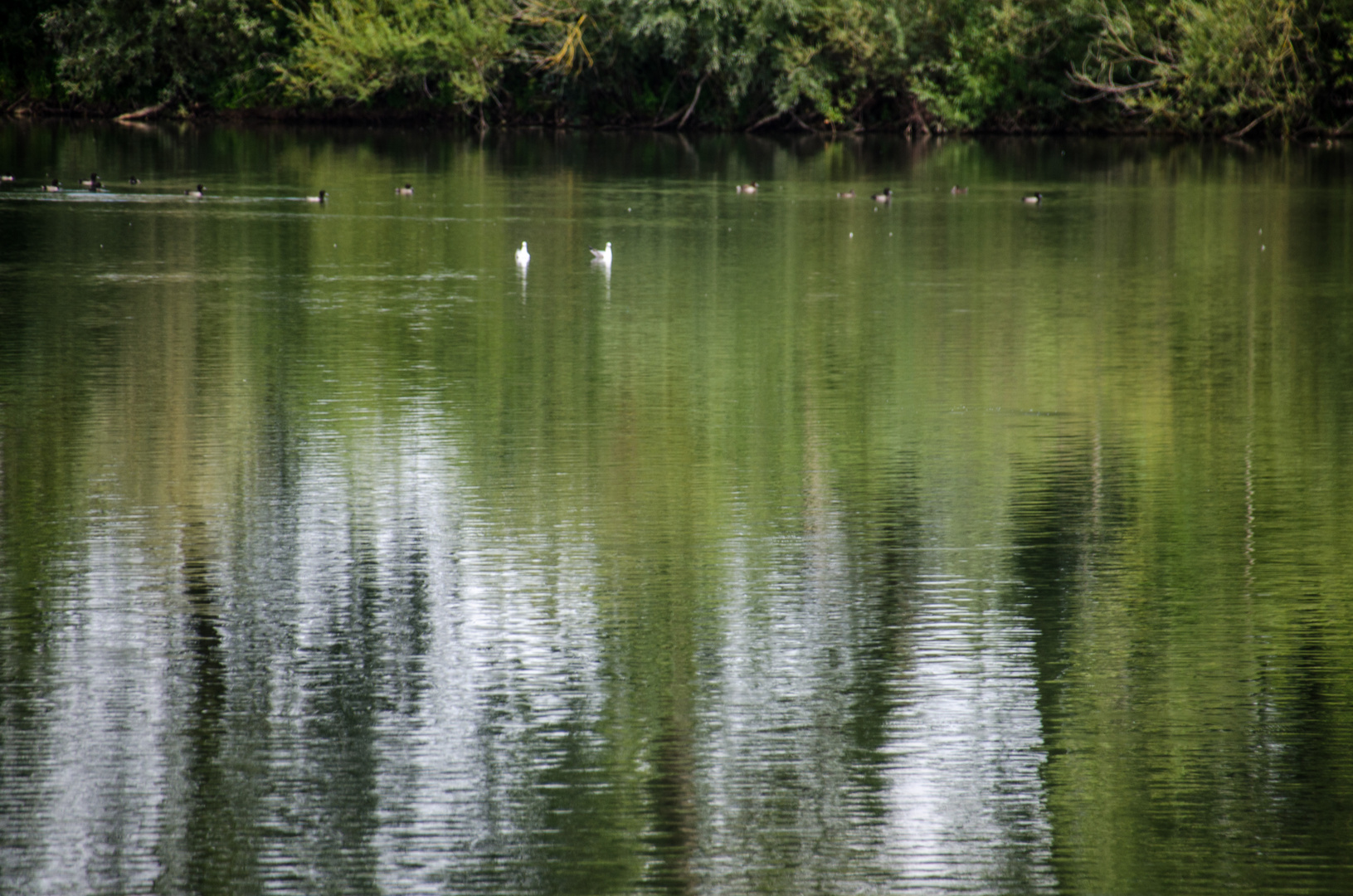 Spiegelung im Wasser