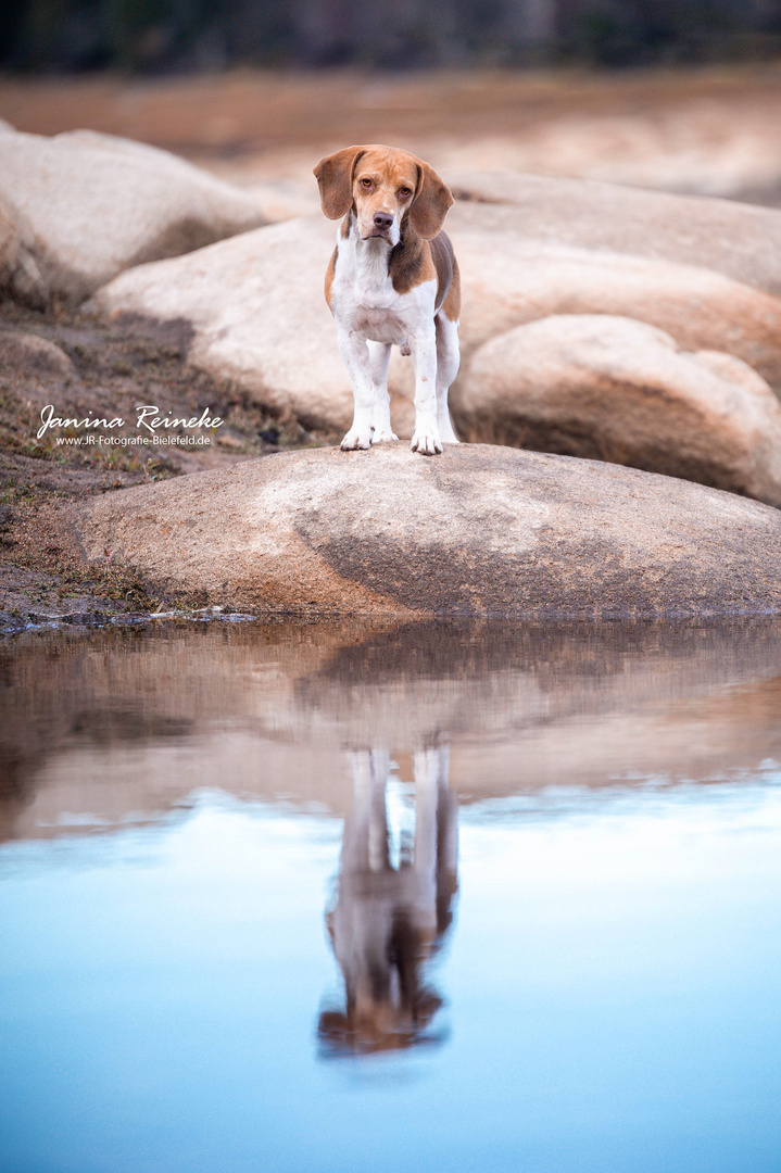 Spiegelung im Wasser