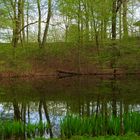 Spiegelung im Wasser 