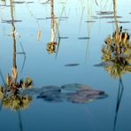 Spiegelung im Wasser