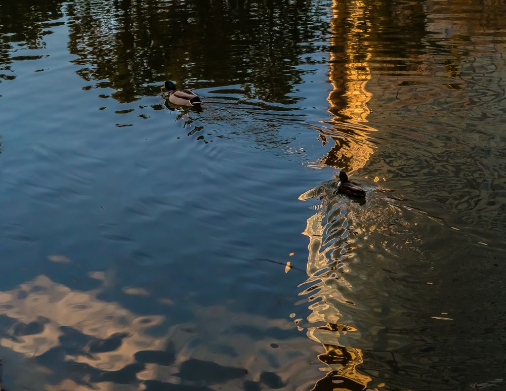 Spiegelung im Wasserpark