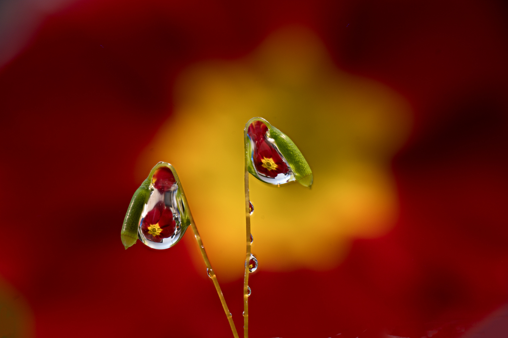 Spiegelung im Wassertropfen an Mooskapsel