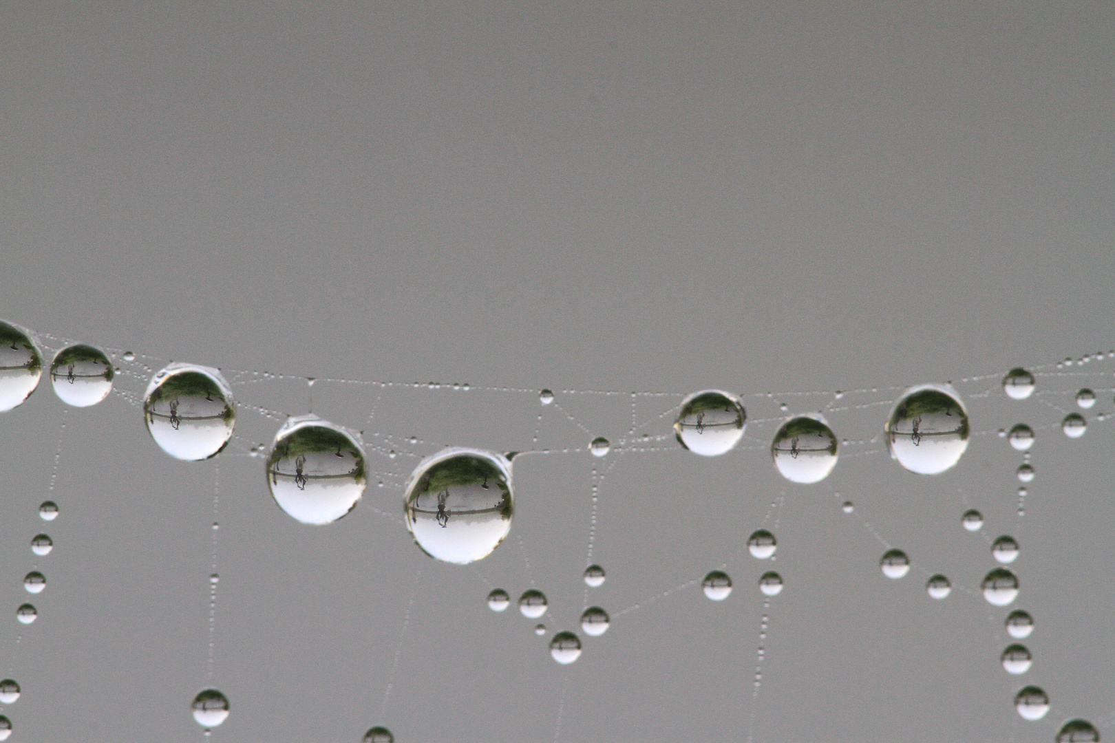 Spiegelung im Wassertropfen / Spinnennetz