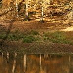 SPIEGELUNG IM WASSERTÜMPEL