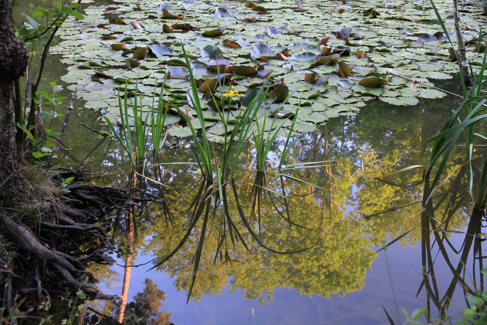 Spiegelung im Weiher