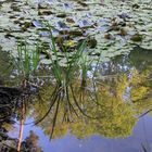 Spiegelung im Weiher