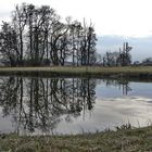 Spiegelung im Weiher