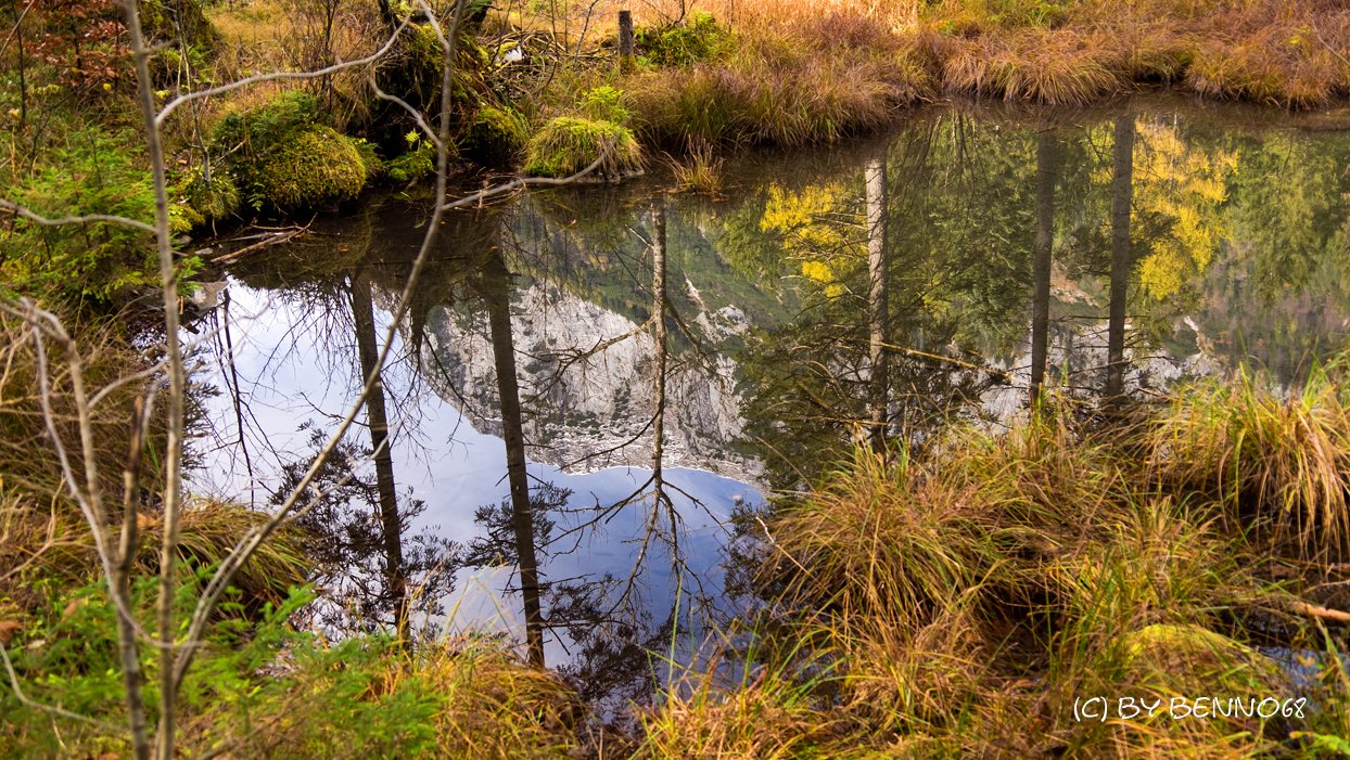 Spiegelung im Zauberwald