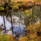 Spiegelung im Zauberwald