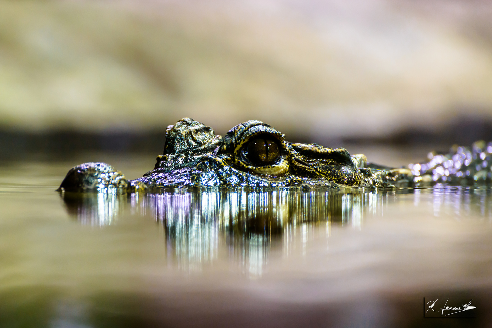 Spiegelung im Zoo