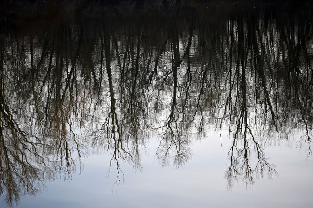 Spiegelung in den Rheinauen