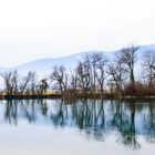 Spiegelung in der Aare