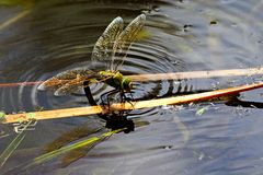 Spiegelung in der Abensonne