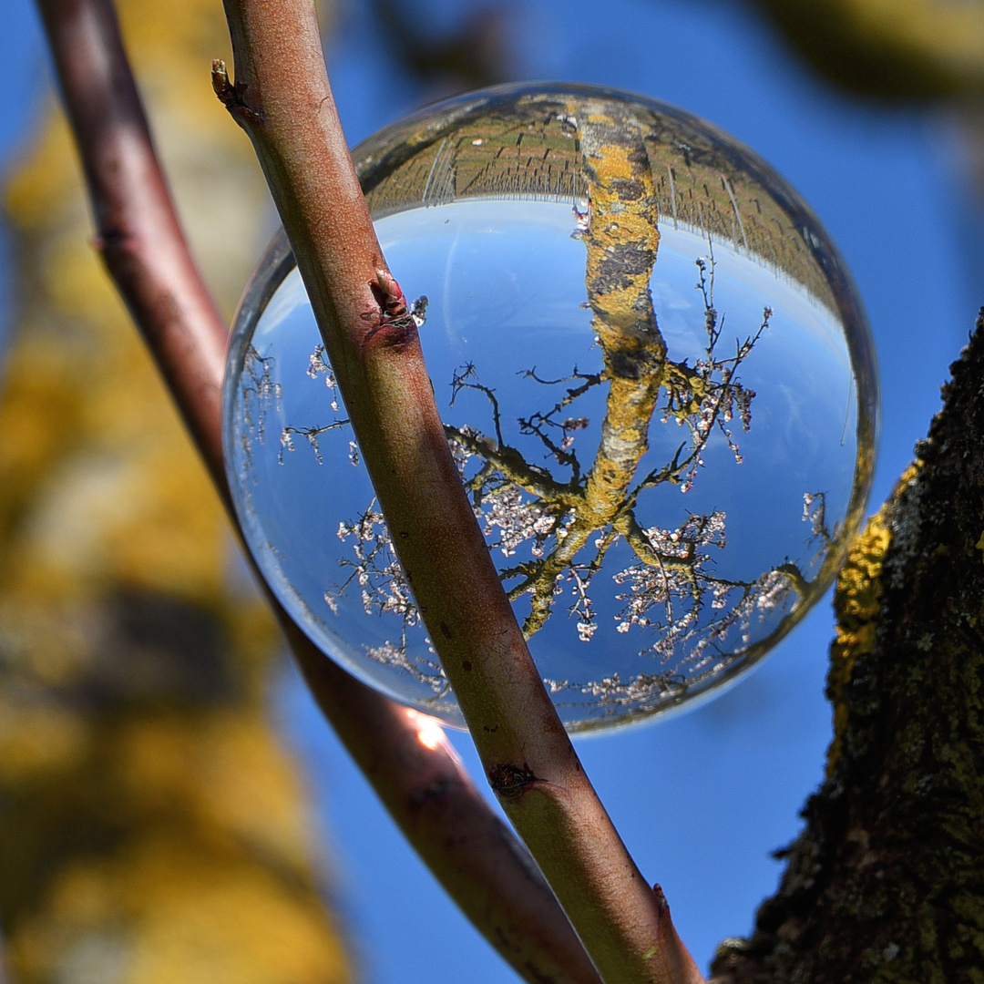 Spiegelung in der Astgabel