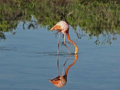 Spiegelung in der Flamingo Lagune