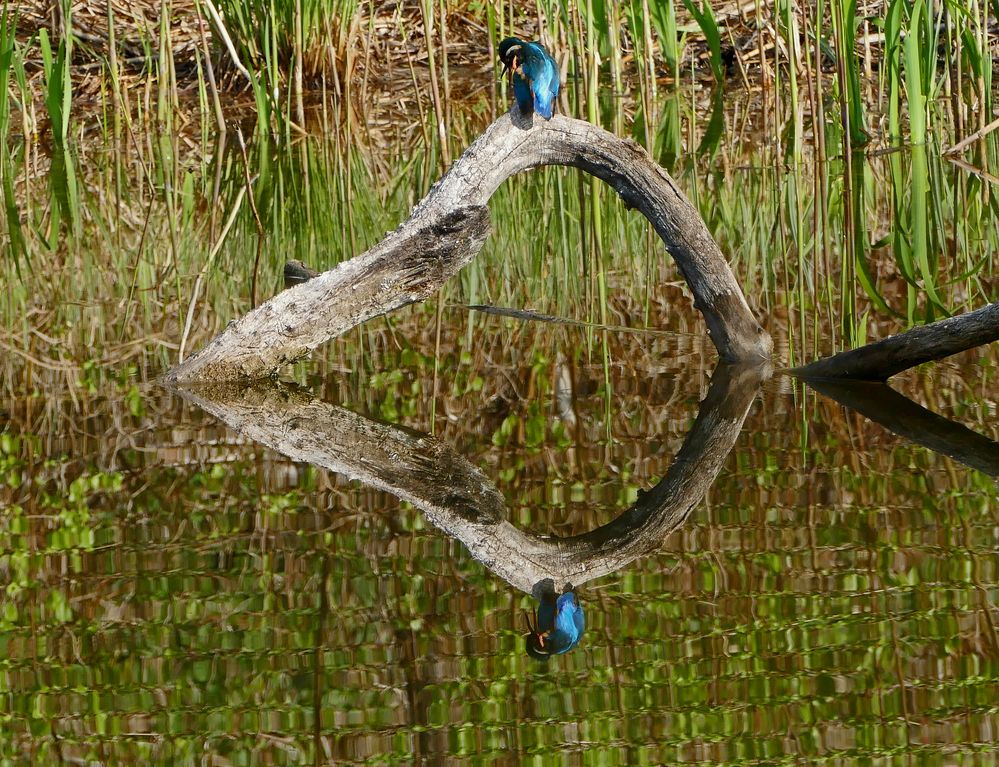 Spiegelung in der Grande Cariçaie