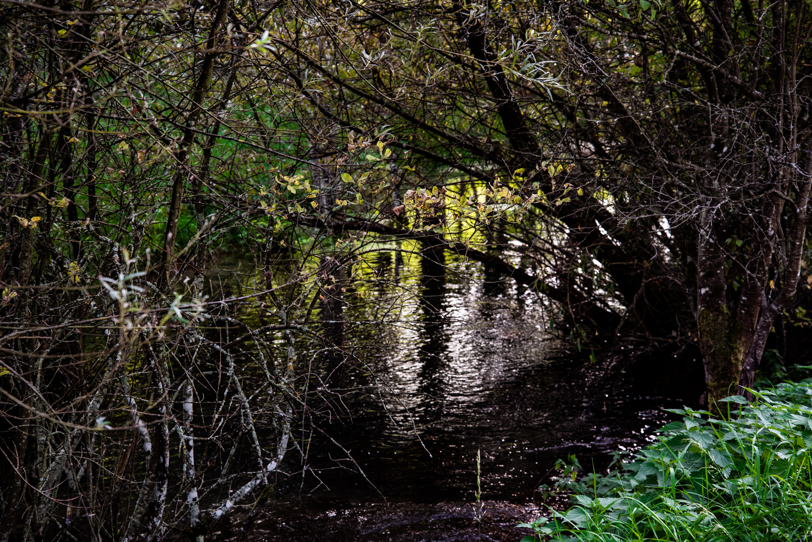 Spiegelung in der Lauter