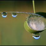 Spiegelung in der Natur