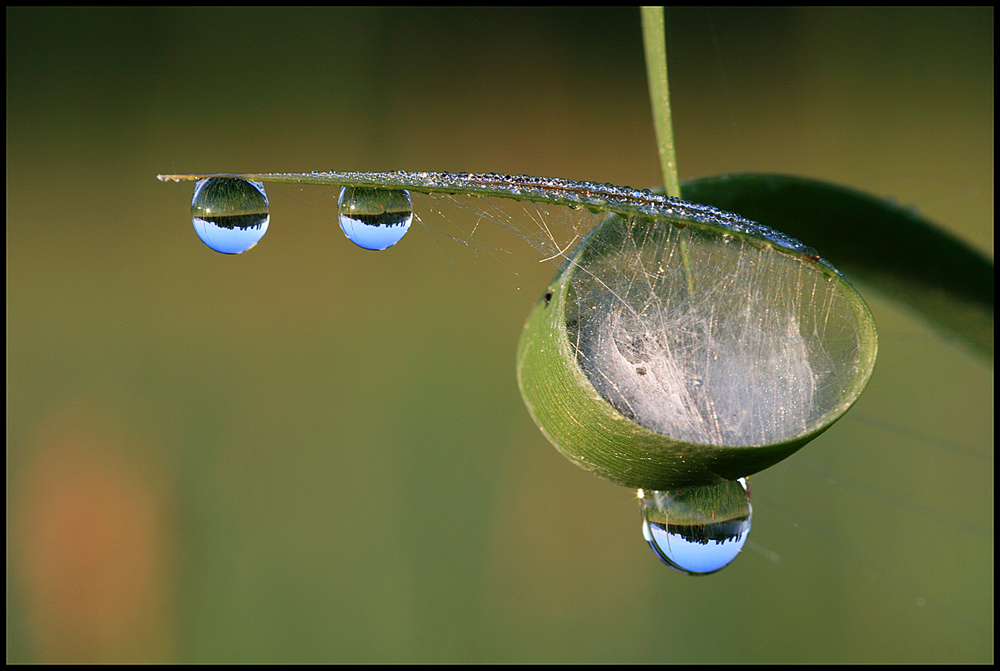 Spiegelung in der Natur