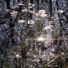 Spiegelung in der Petite Camargue