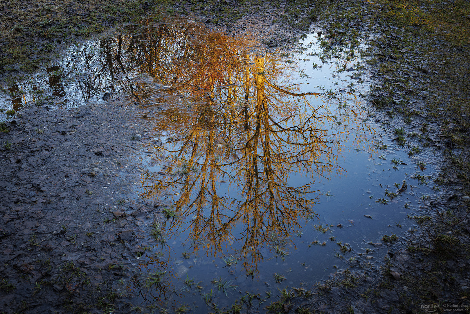 Spiegelung in der Pfütze