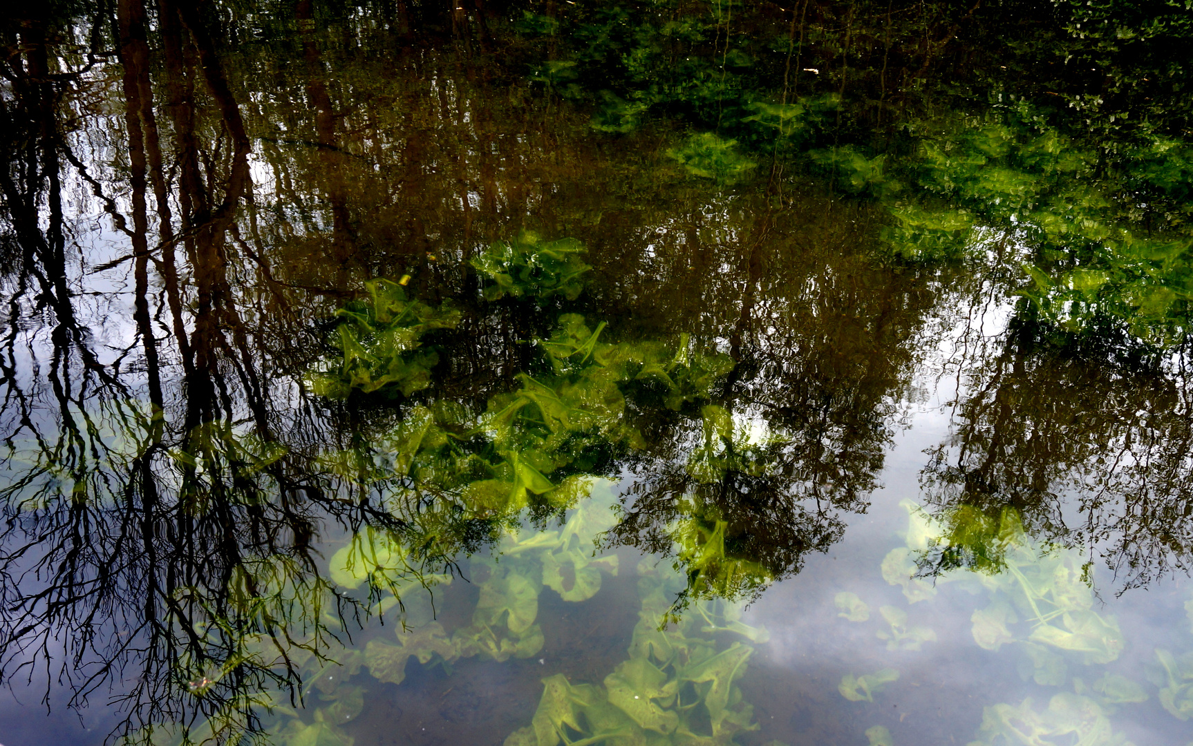 Spiegelung in der Schwentine