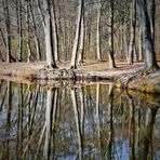 Spiegelung in der Stever 