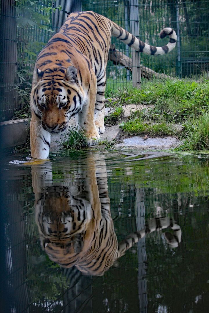 Spiegelung in der Wasserstelle