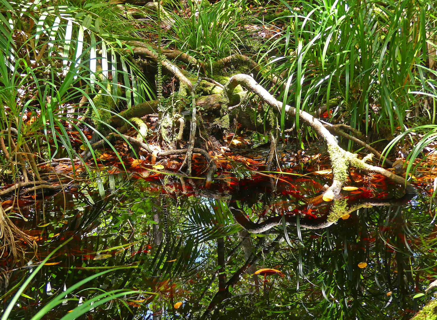 Spiegelung in der Wildnis