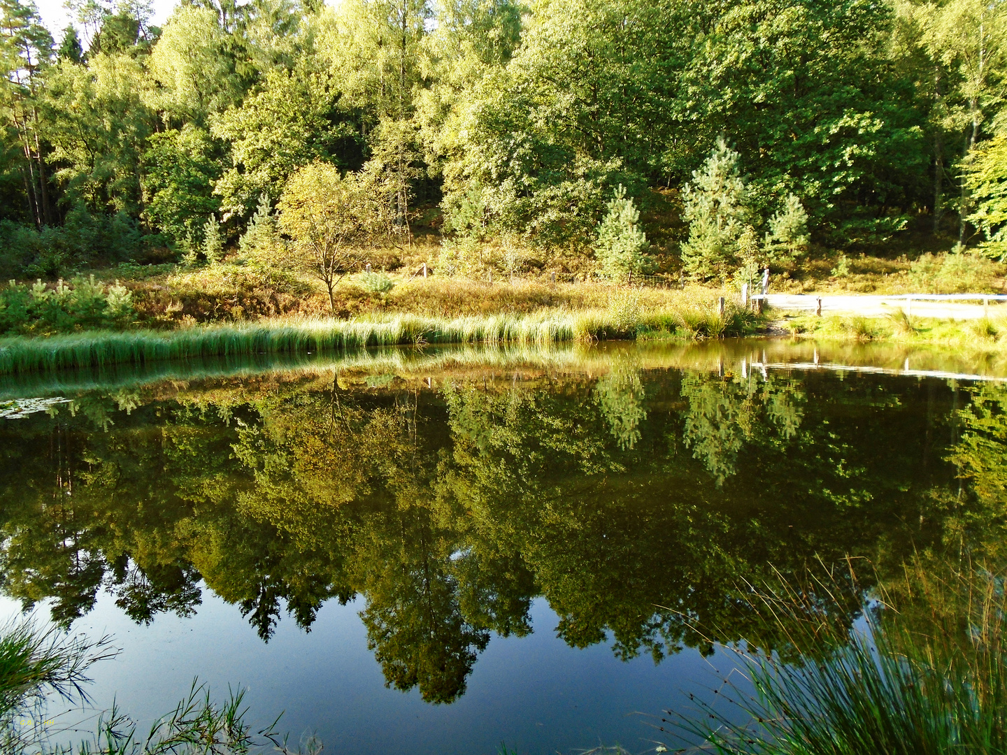 Spiegelung in einem Teich im Wald .....