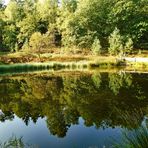 Spiegelung in einem Teich im Wald .....