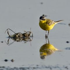 Spiegelung in Gelb