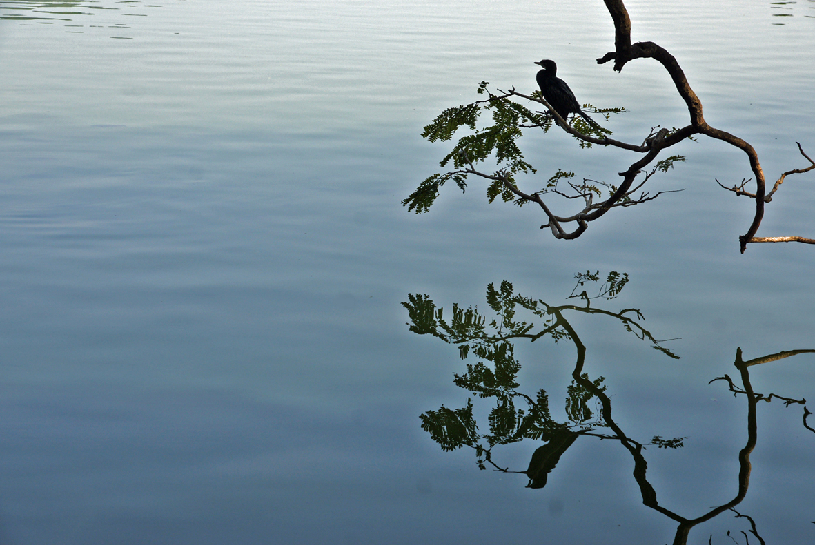 Spiegelung in Kandy