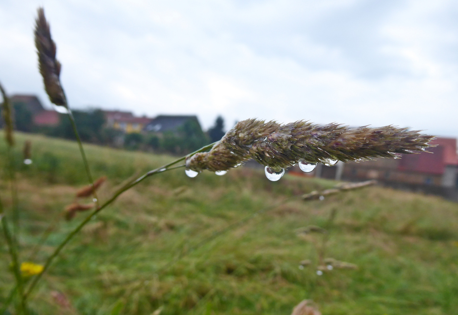 Spiegelung in Regentropfen