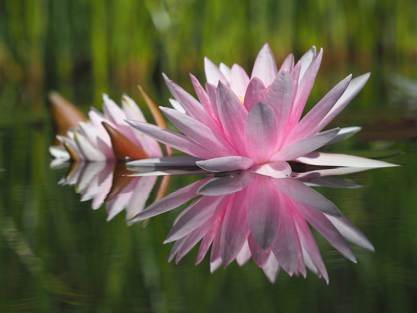 Spiegelung in Rosa