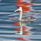 Spiegelung in Rot und Blau