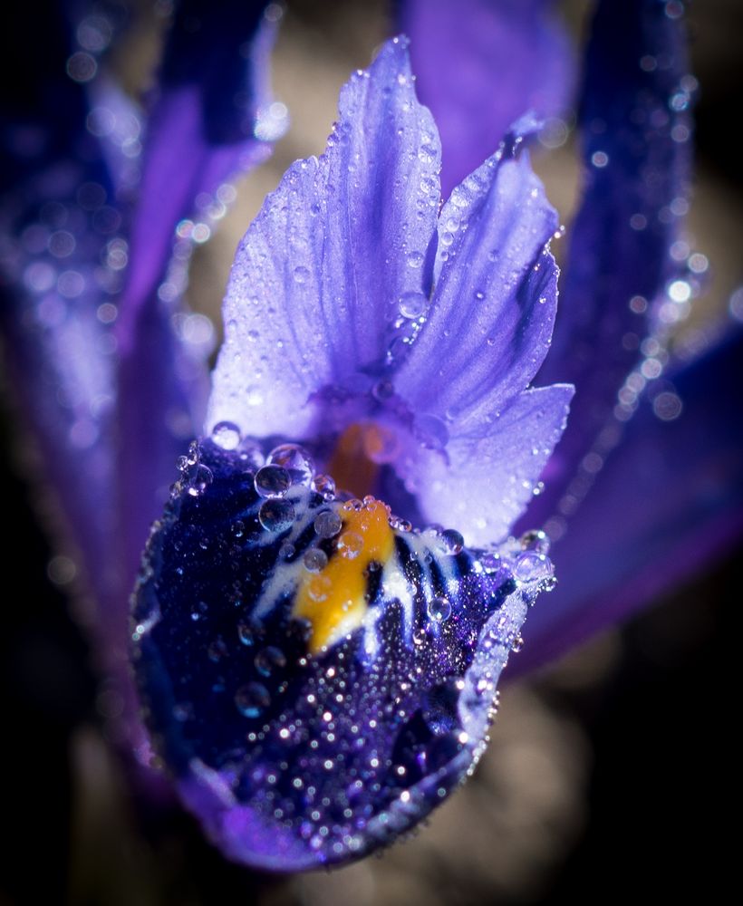 Spiegelung in Wassertropfen