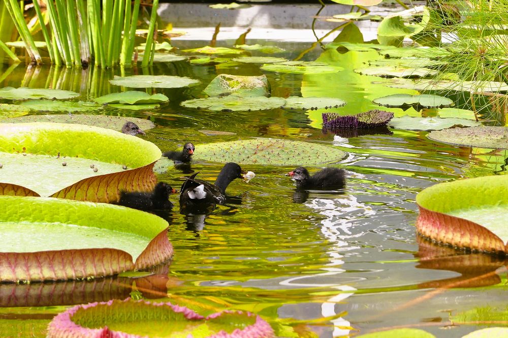 Spiegelung Jungvolk im Teich Foto & Bild tiere, wildlife