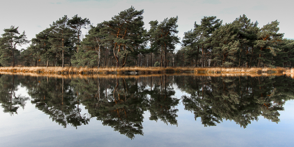 Spiegelung - Maas Duinen