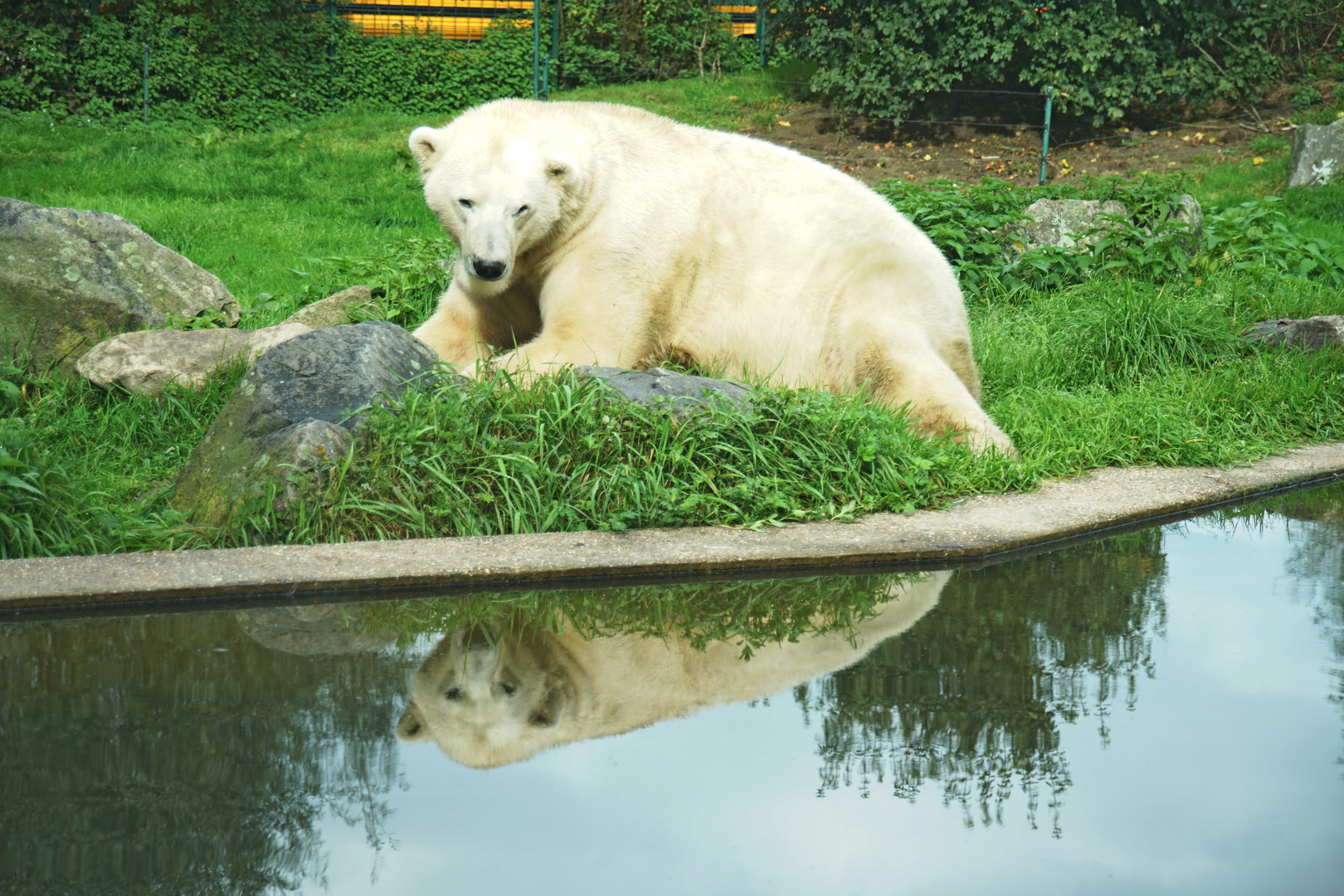 Spiegelung mit Eisbär.