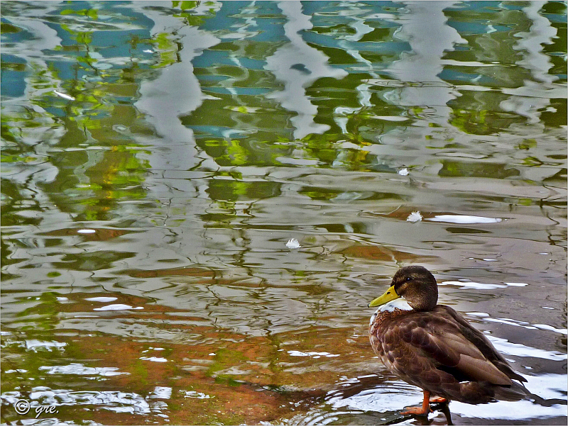 Spiegelung mit Ente