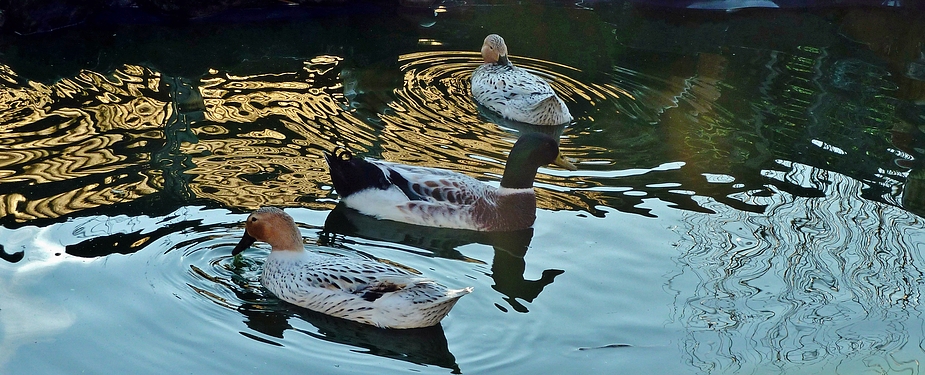 Spiegelung mit Enten