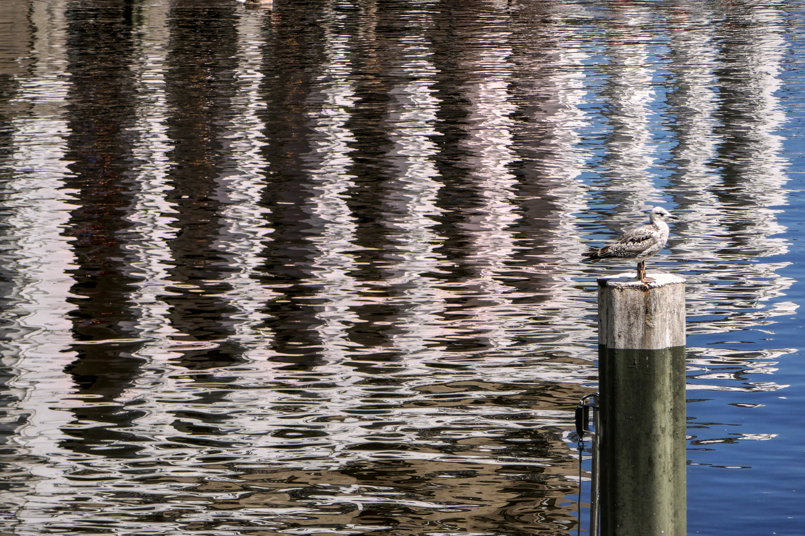 Spiegelung mit Möwe