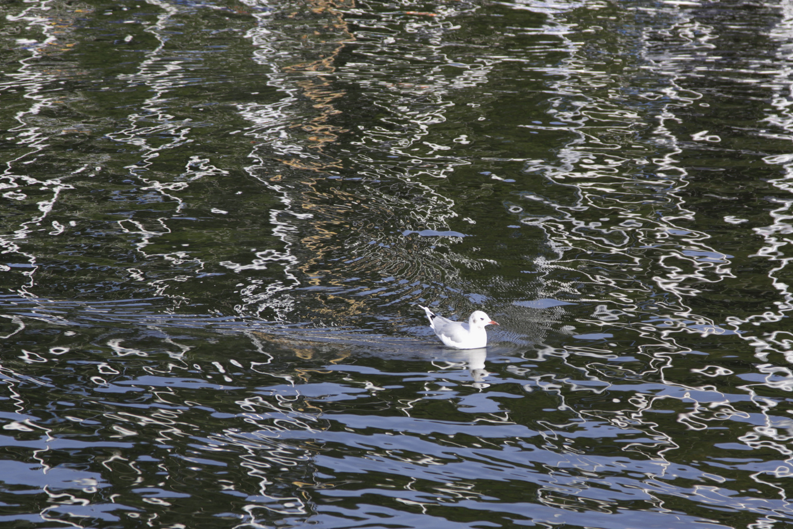 spiegelung mit möwe