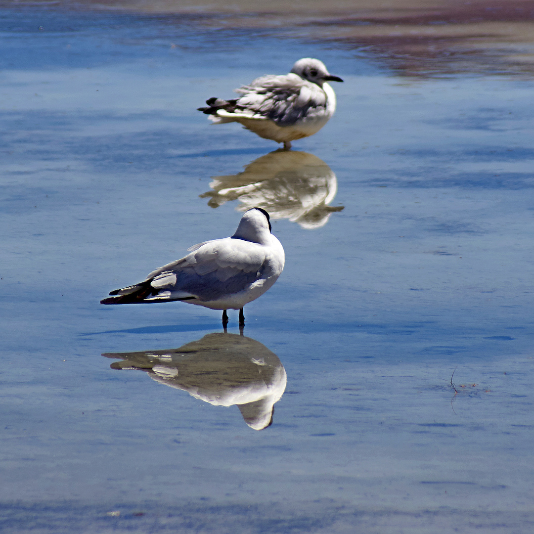 Spiegelung mit Möwe